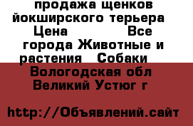 продажа щенков йокширского терьера › Цена ­ 25 000 - Все города Животные и растения » Собаки   . Вологодская обл.,Великий Устюг г.